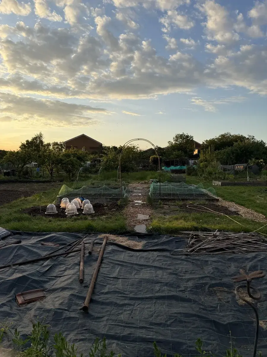 Cloches and netting protecting young plants on a UK allotment