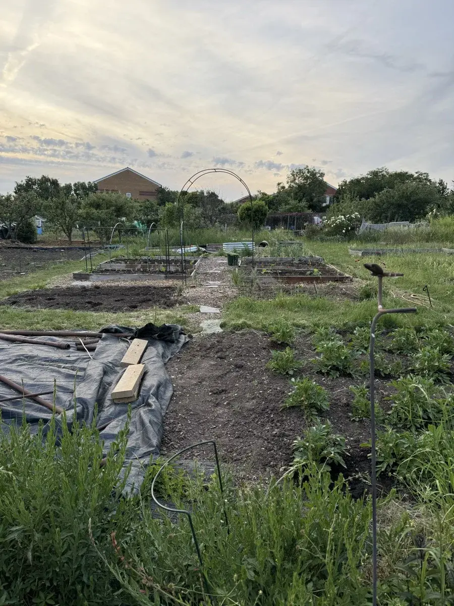 Wide view of a UK allotment plot in early June showing multiple raised beds, a tarpaulin, and lush green growth