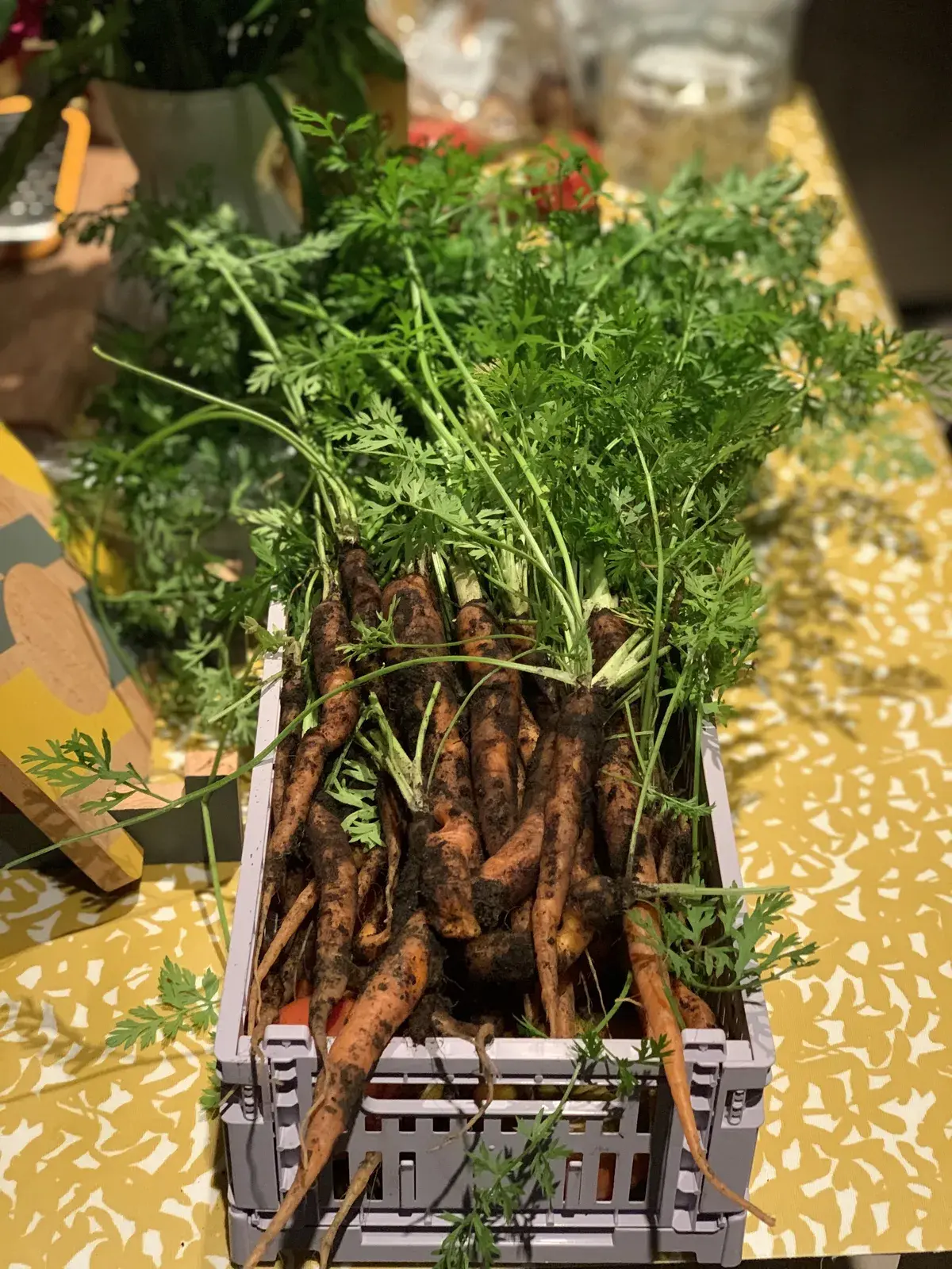 A crate of freshly pulled carrots on a UK allotment