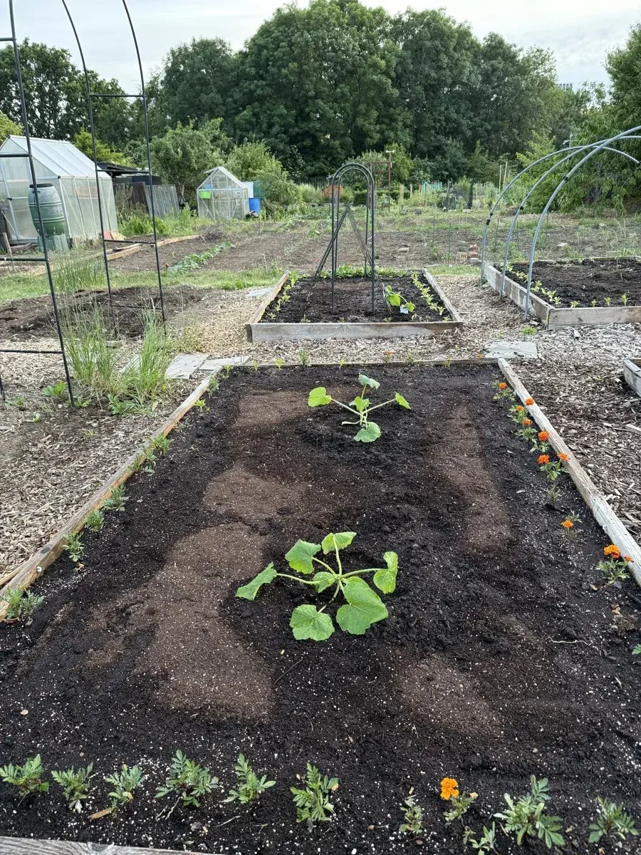 Courgettes growing alongside marigolds in a June allotment bed