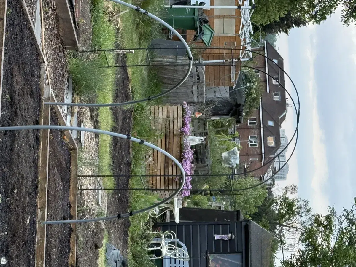 A white and black cat sitting on a wooden planter covered in cascading purple flowers, the full allotment visible behind