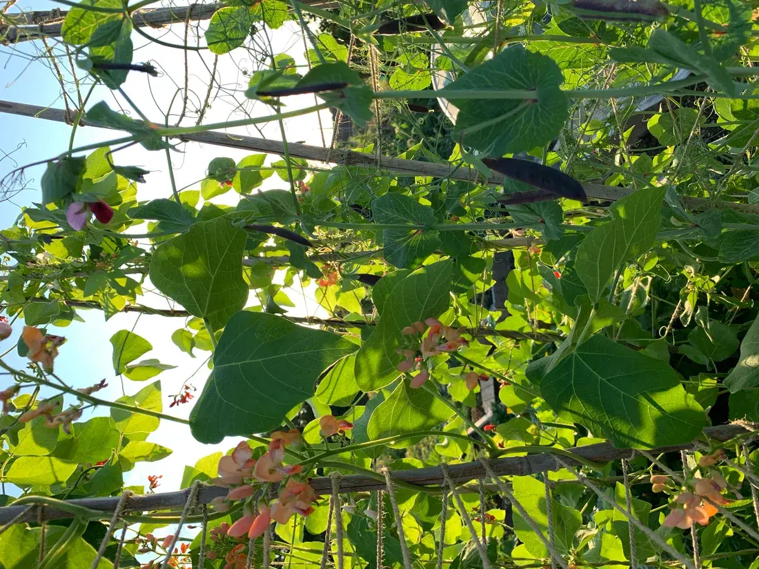 Beans and peas climbing their supports on a UK allotment