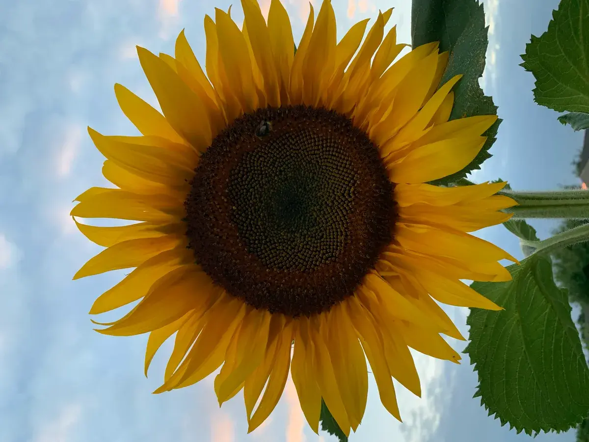 A sunflower in full bloom against a dusk sky on a UK allotment, the first summer