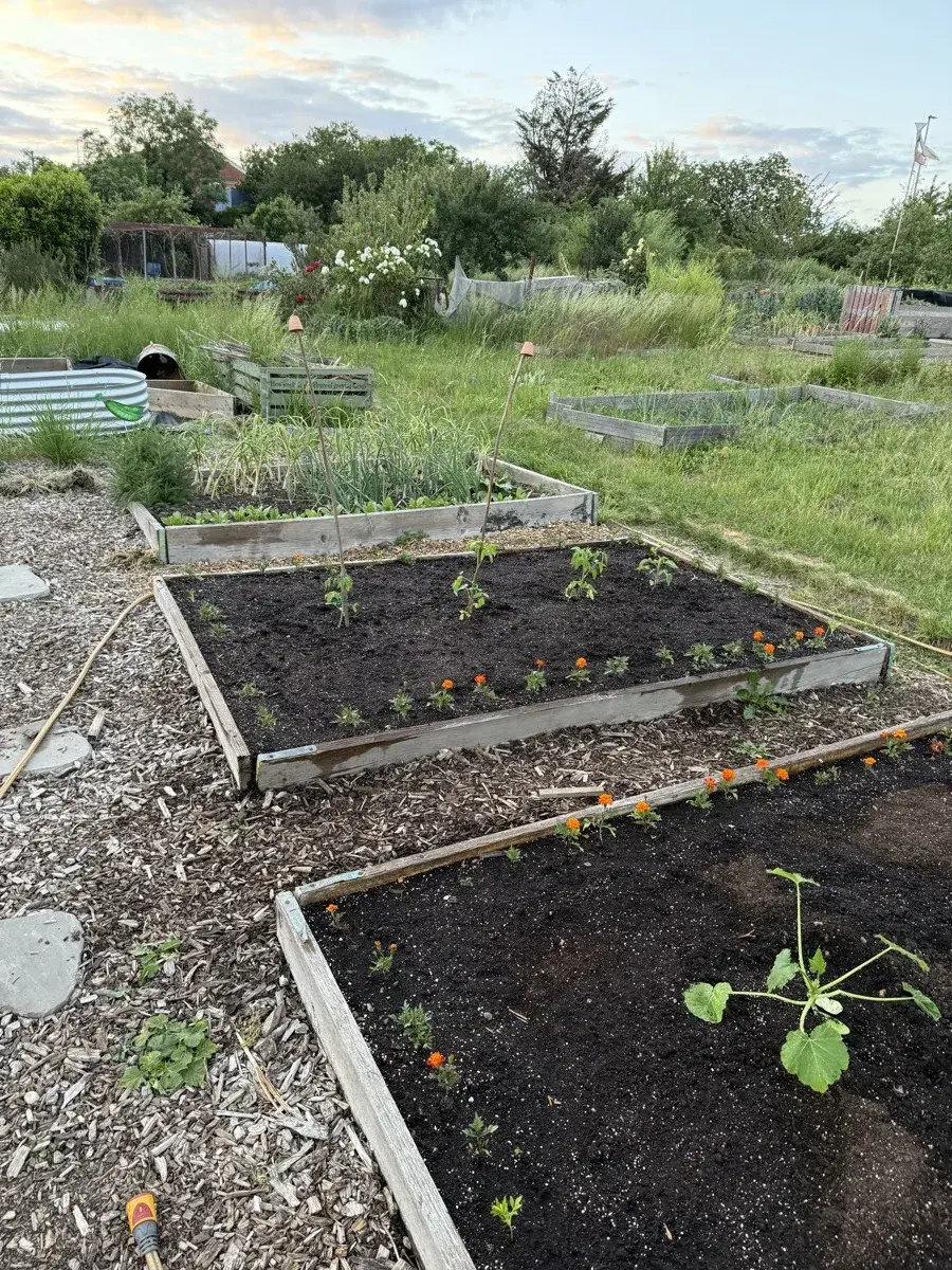 Raised allotment beds with orange marigolds along the borders and courgette plants growing, photographed in evening light