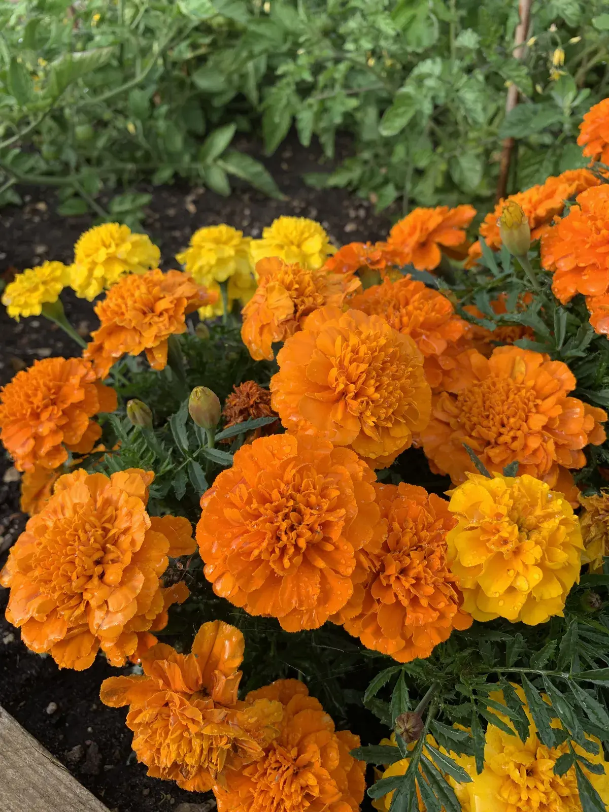 Marigolds growing on the allotment