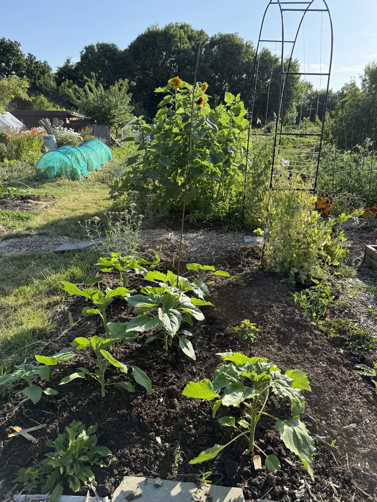A full, productive allotment plot in high summer