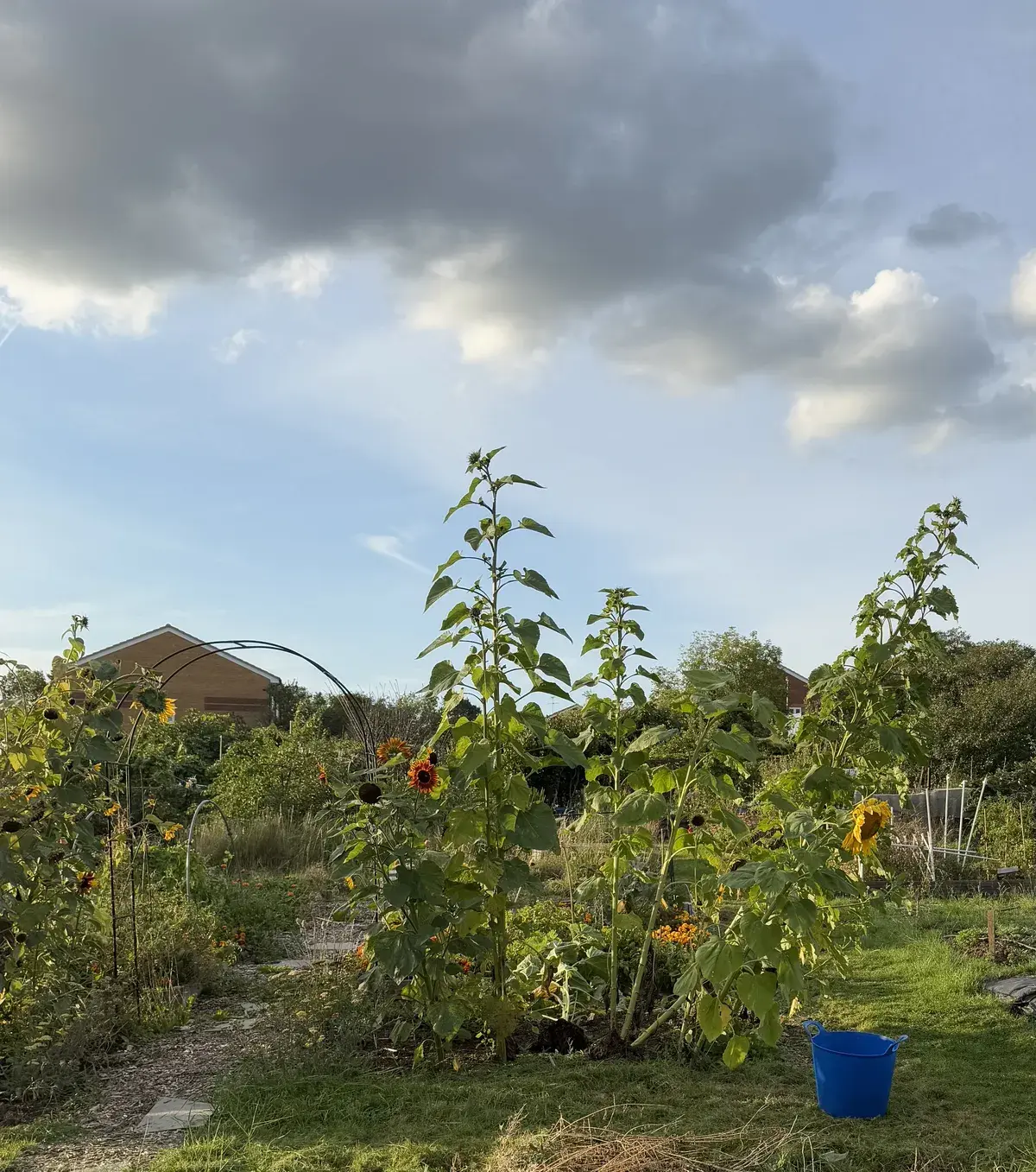 What to sow in autumn & winter