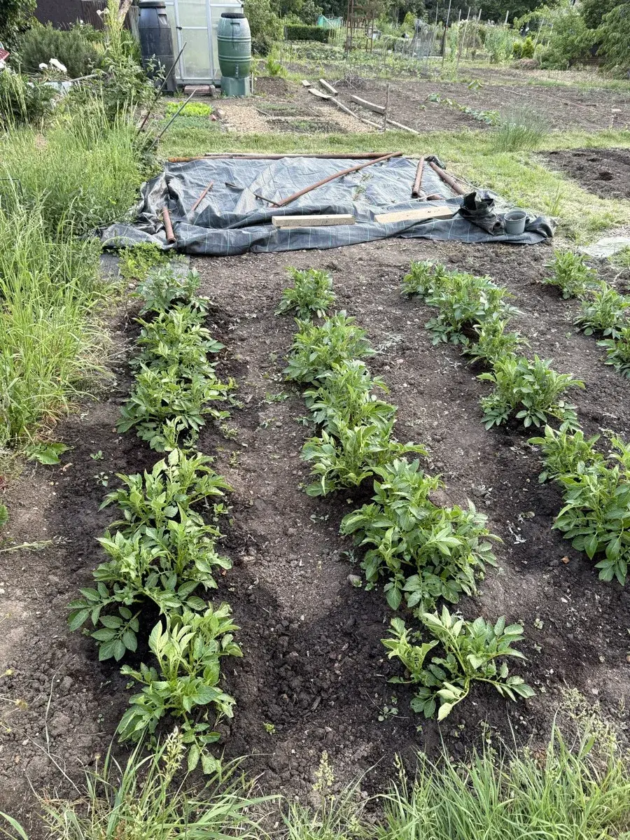Potato foliage growing in an allotment bed