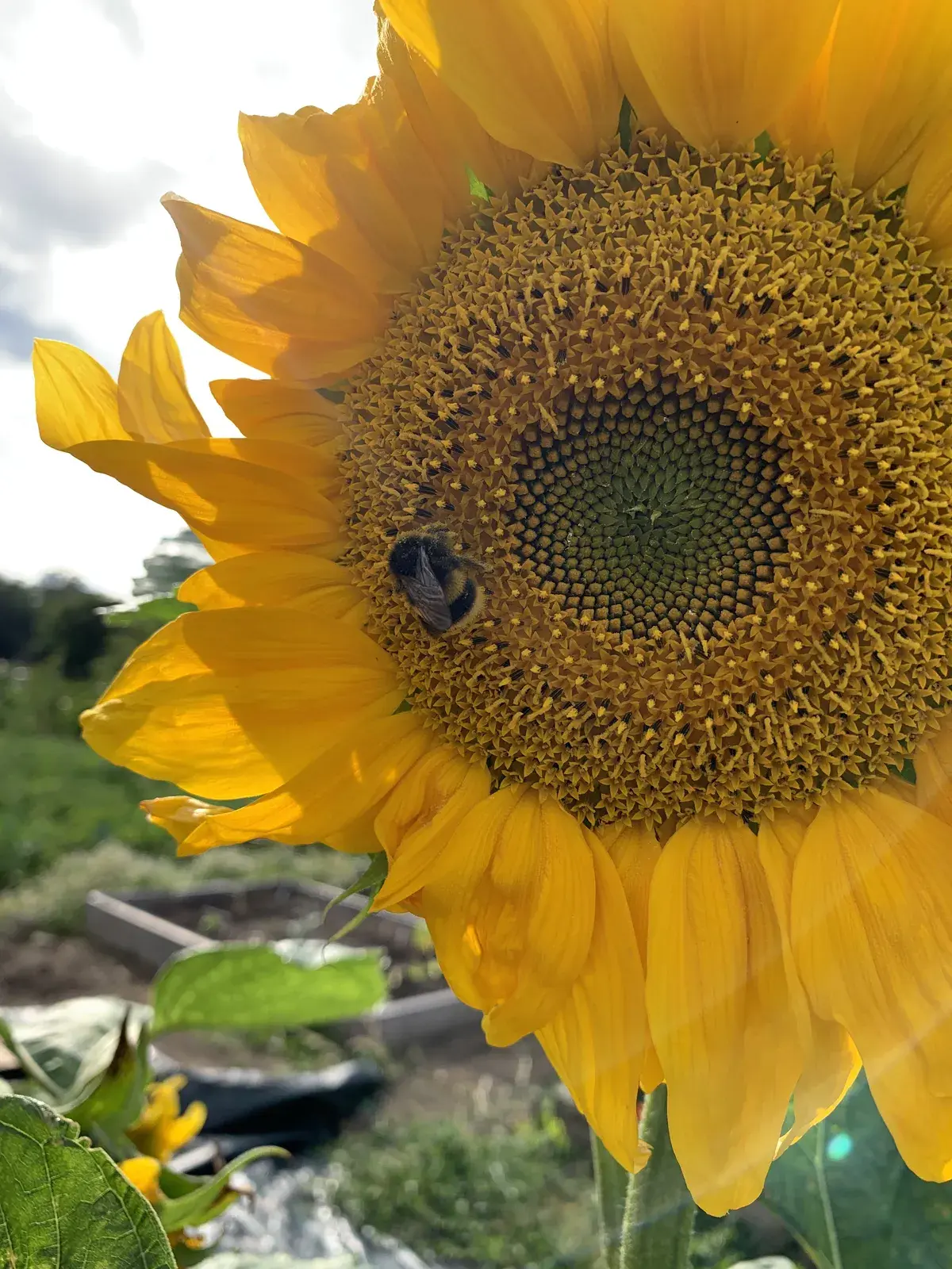 Sunflowers growing on the allotment