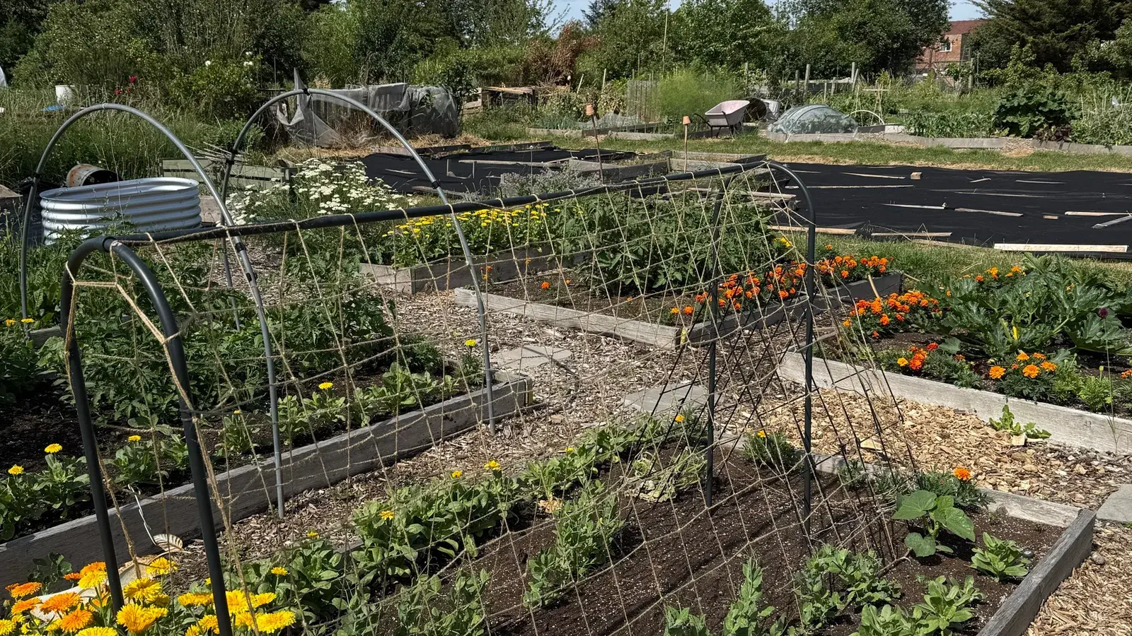 The allotment on planting day — netted beds, marigolds, and the corn bed waiting under a bright sky
