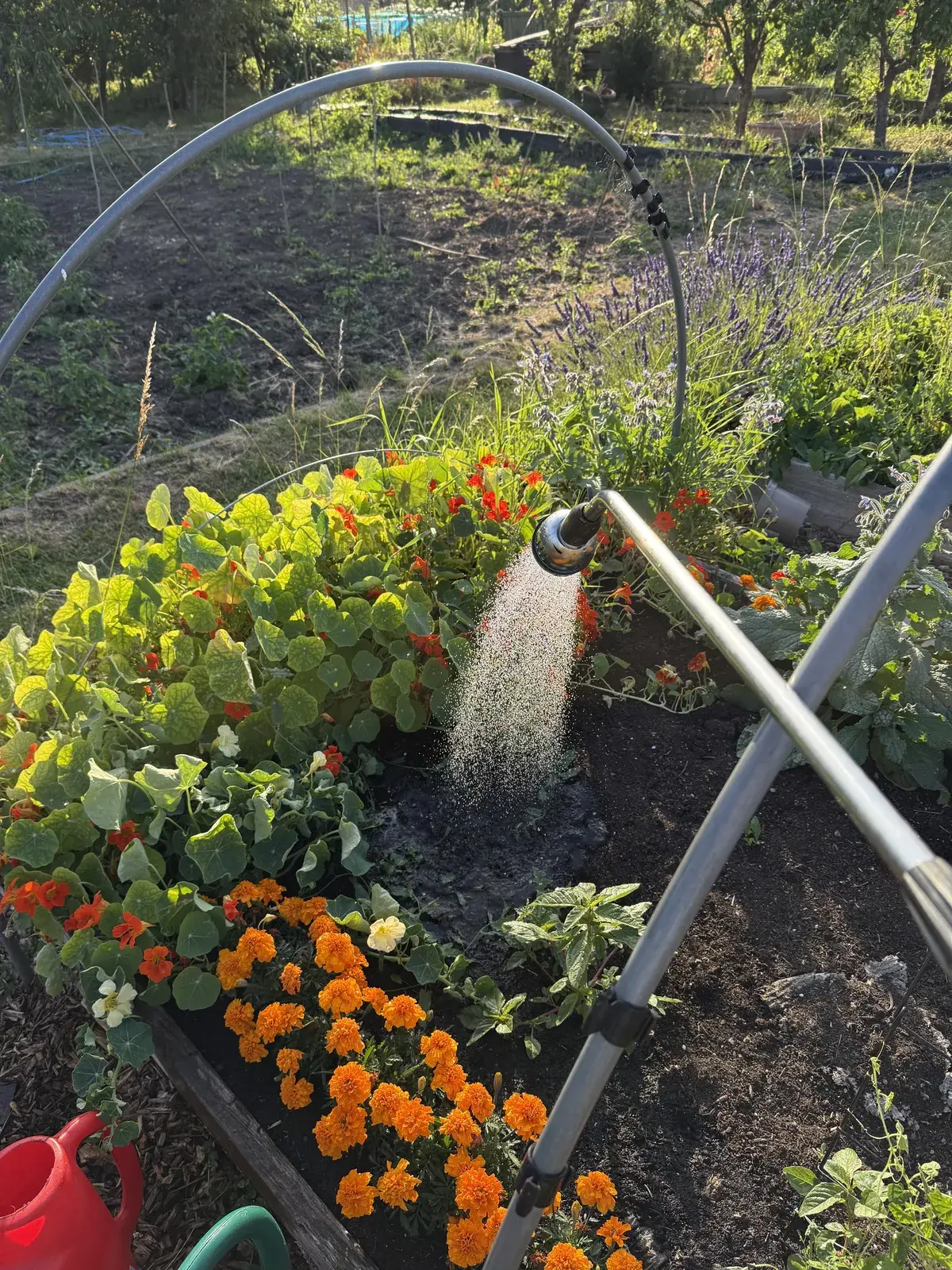 Watering marigolds and nasturtiums on the allotment with a long metal watering lance in the evening light