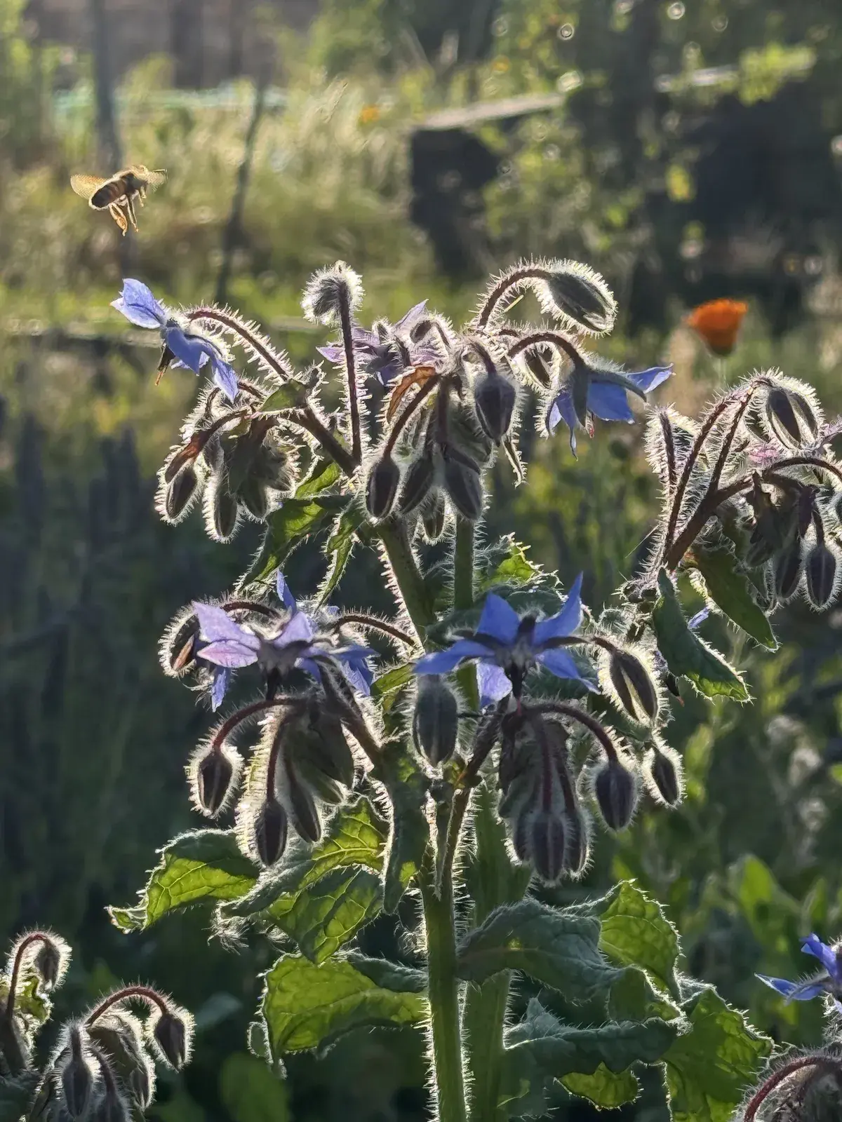 Borage growing on the allotment