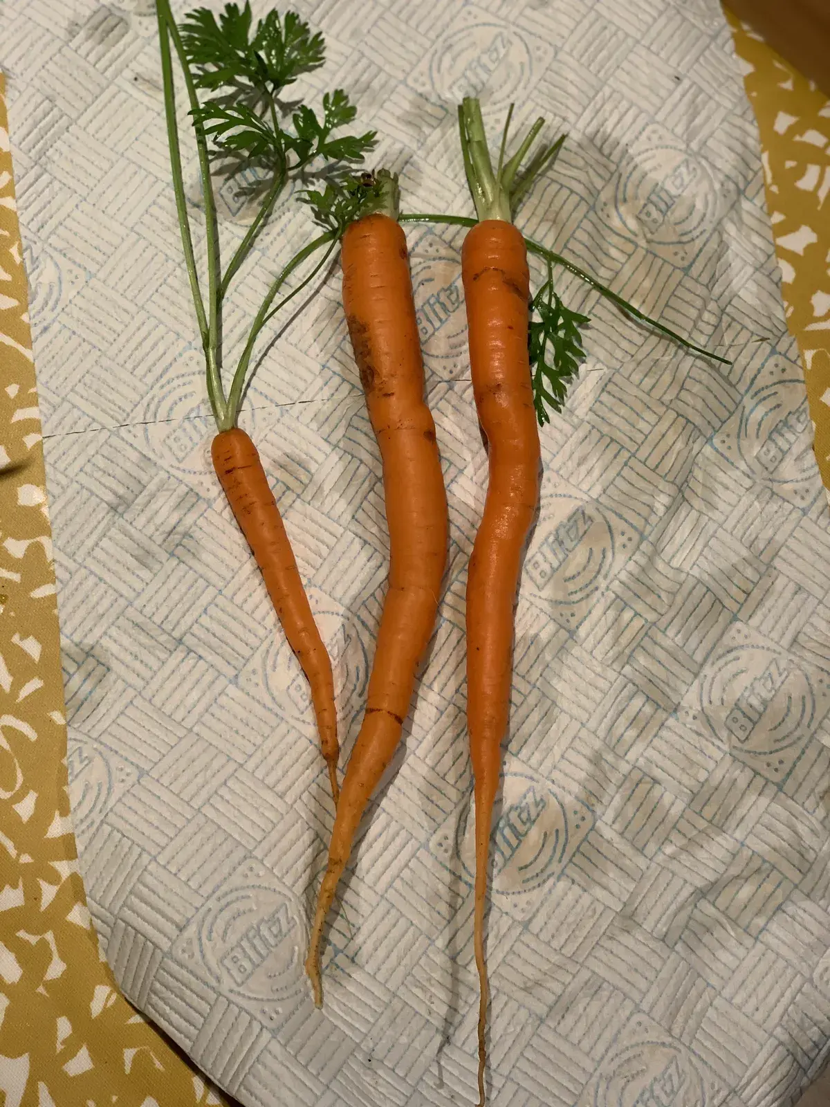 Three freshly harvested carrots with green tops, cleaned and laid on cloth
