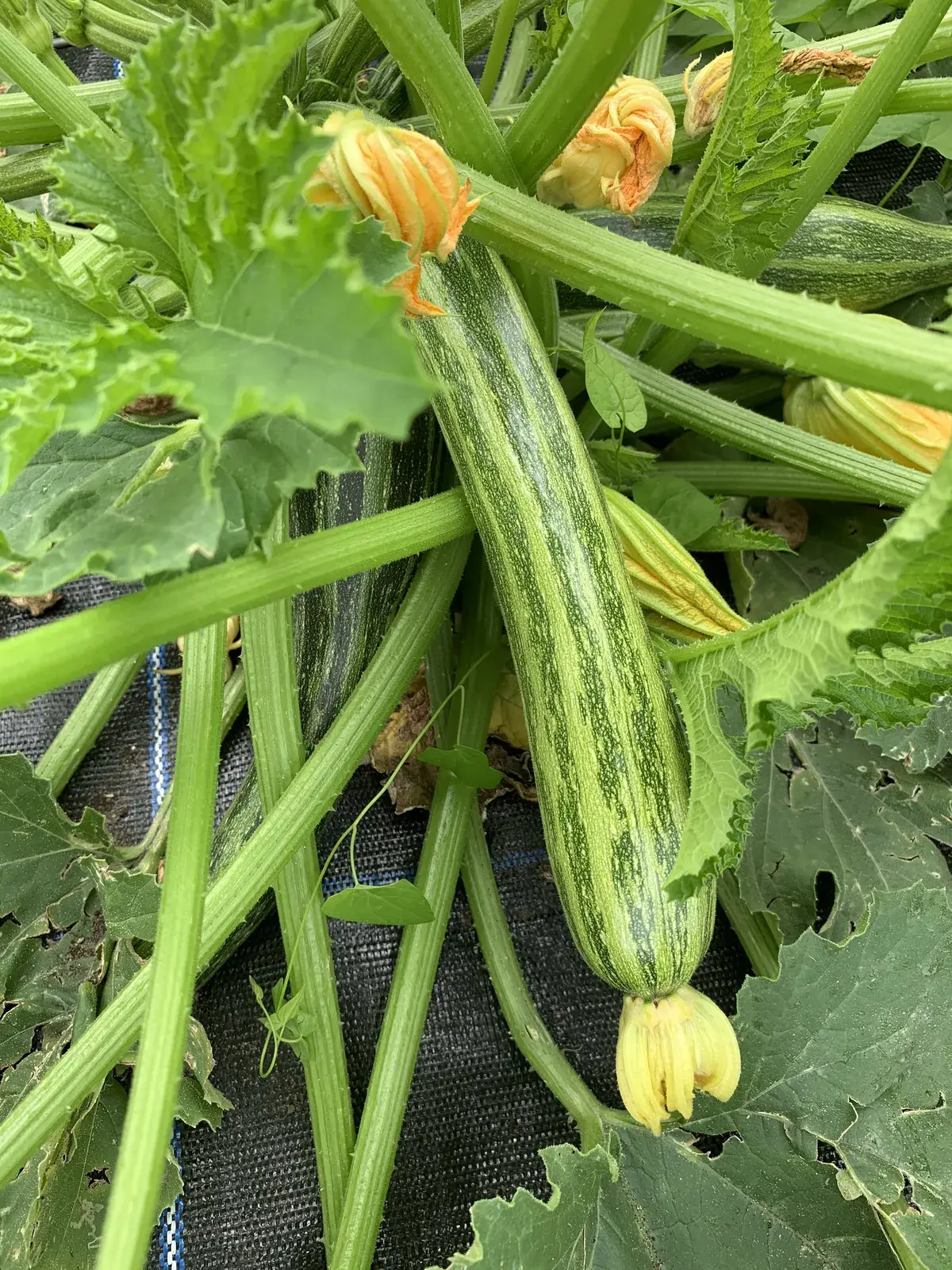 Squash growing with yellow flowers on a UK allotment