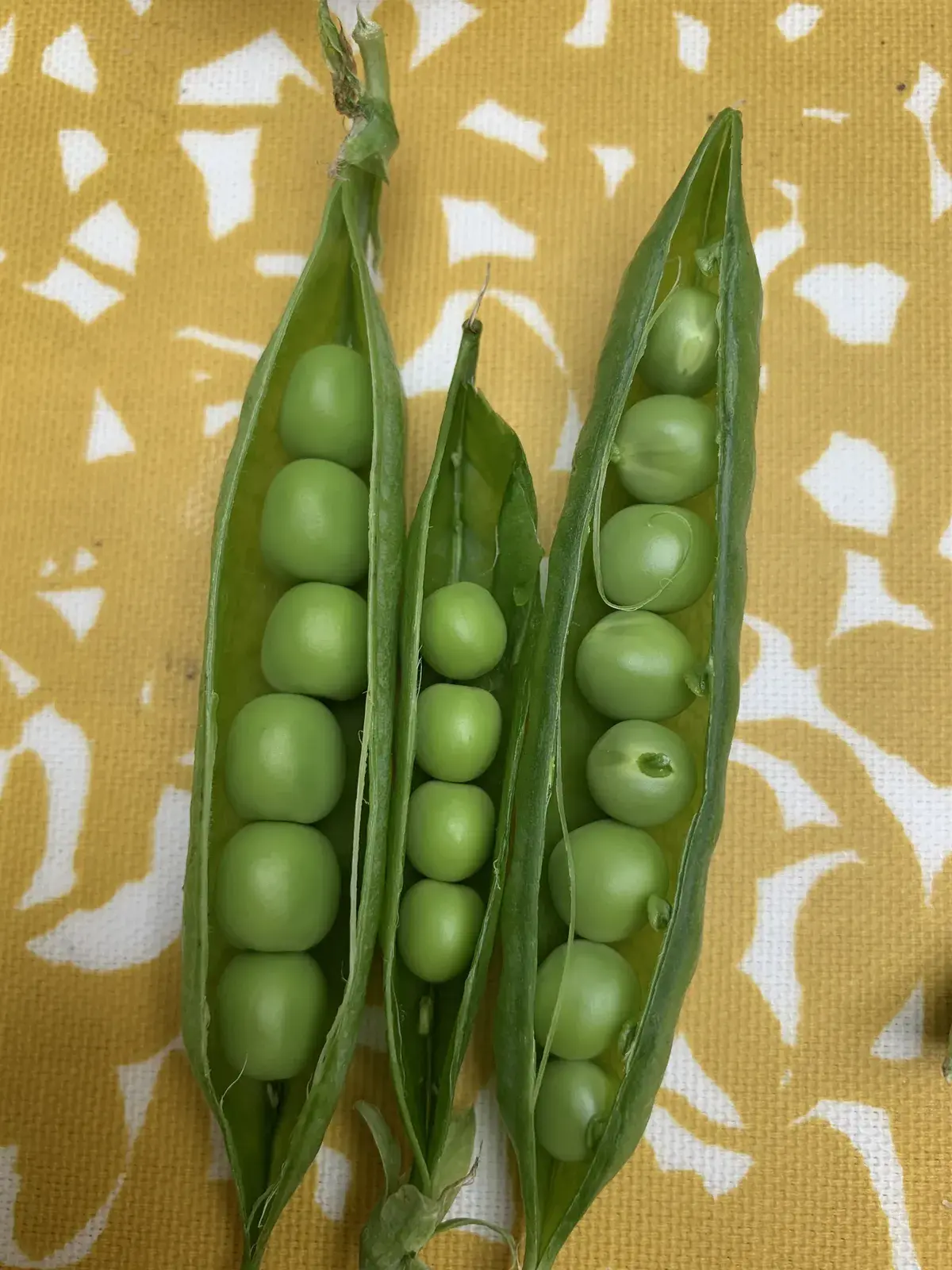 Freshly picked peas in open pods, showing plump green peas inside