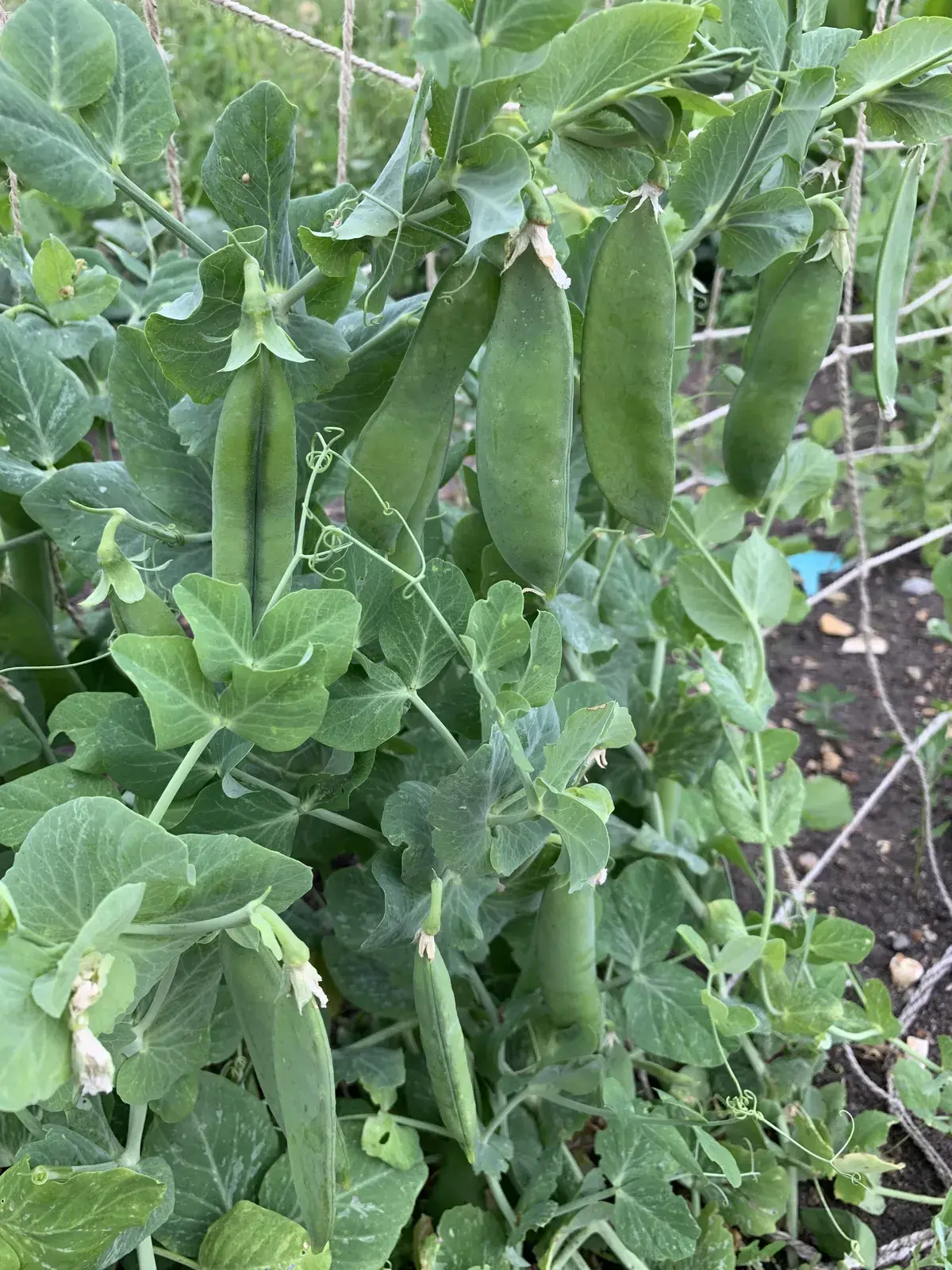 Peas