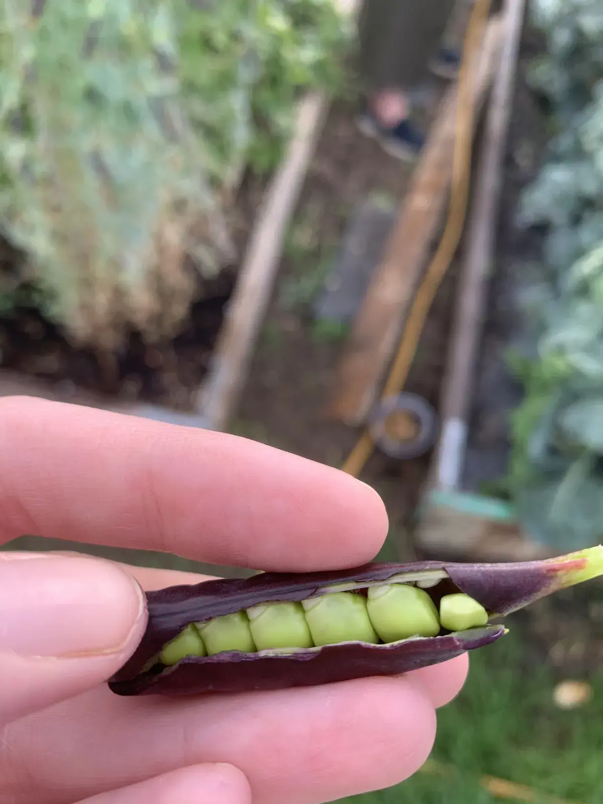 A purple bean pod opened to reveal green beans inside, held at the allotment