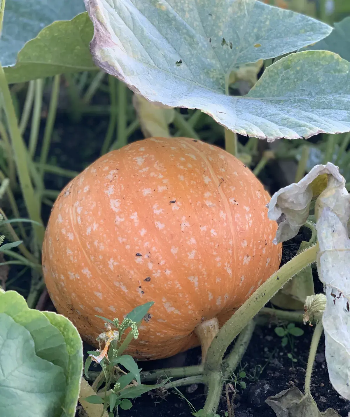 A large orange pumpkin growing on the vine at a UK allotment
