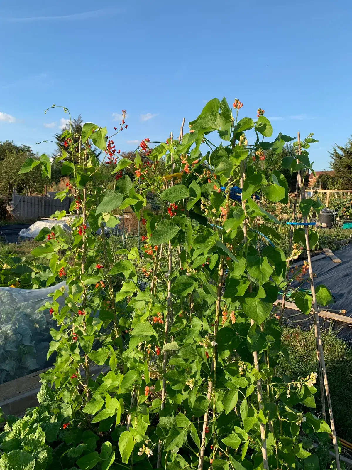 Achievement runner beans
