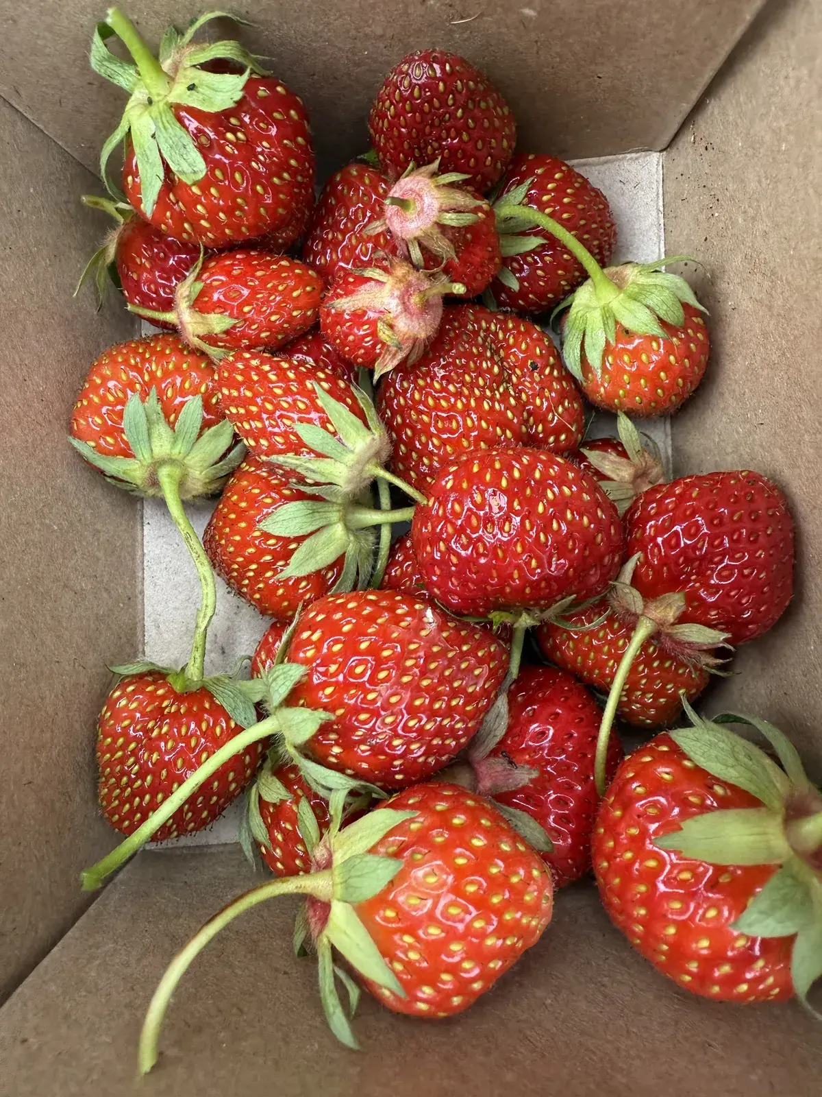 Elsanta strawberries