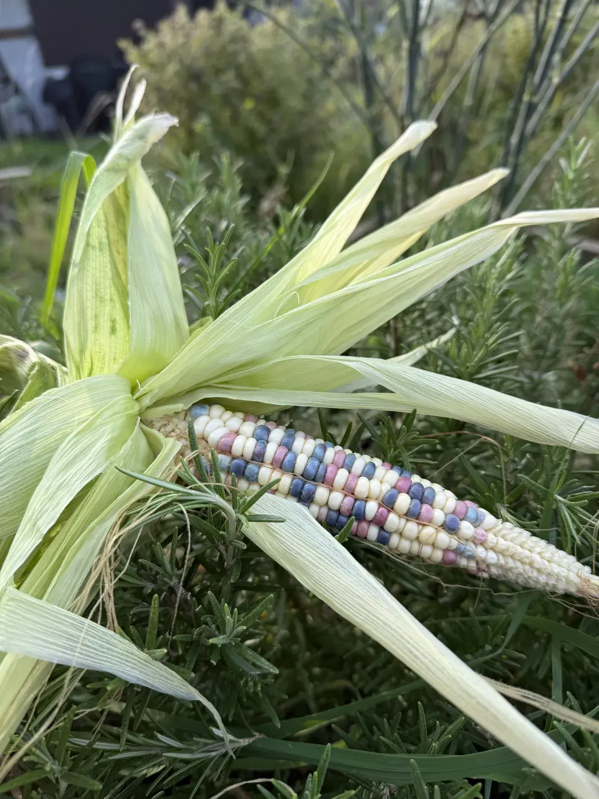 Lark sweetcorn