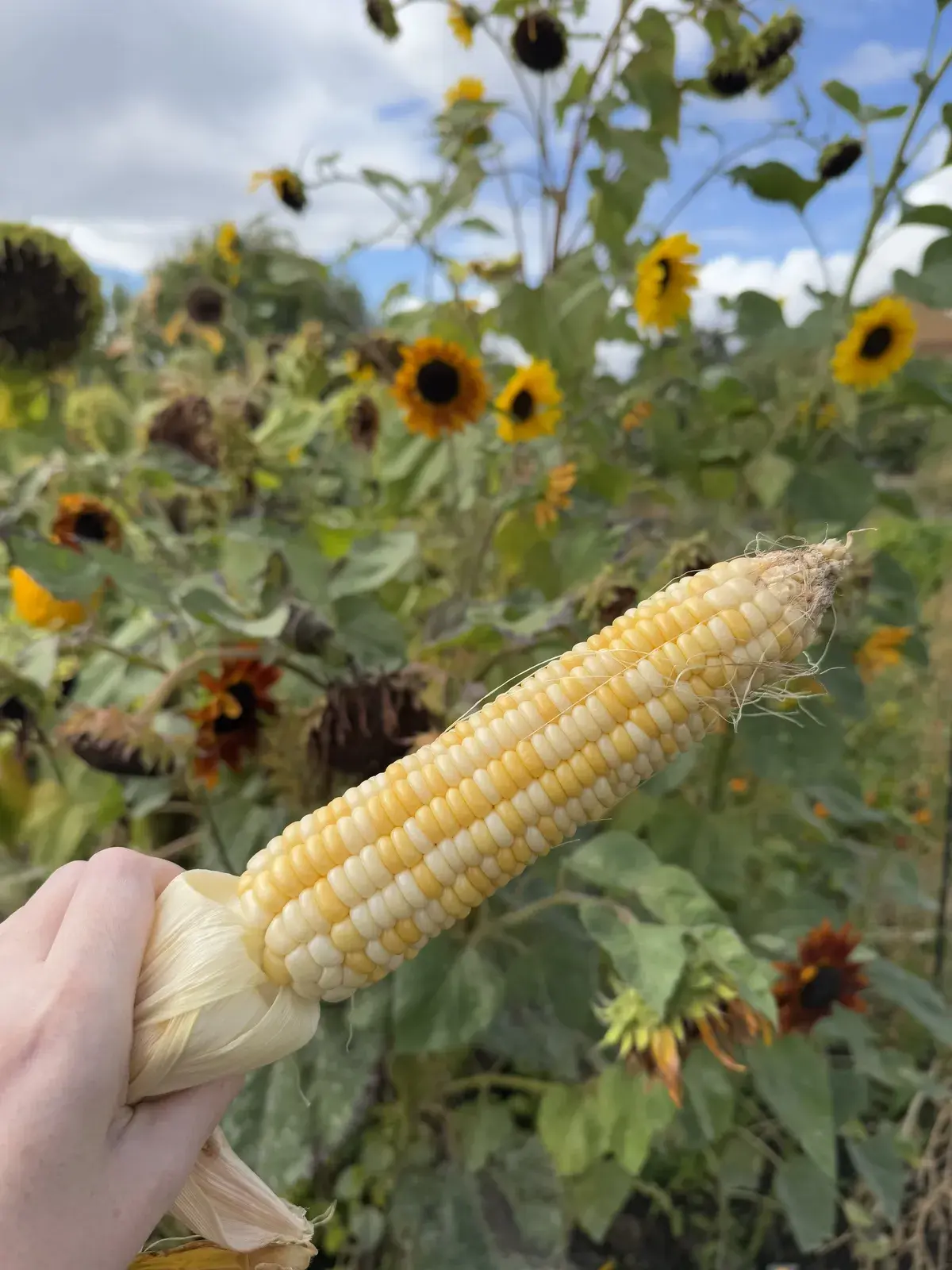 A freshly picked sweetcorn cob held up against a backdrop of sunflowers