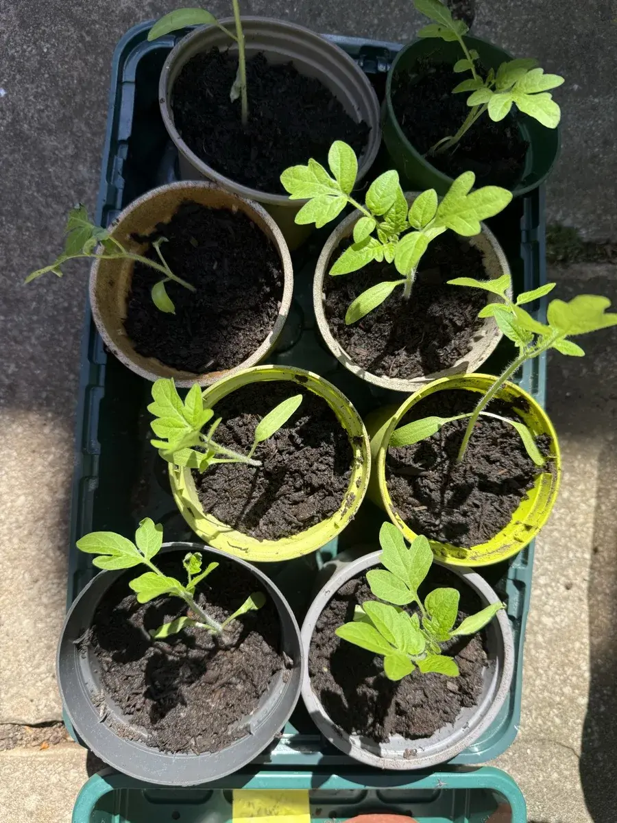 Young tomato seedlings ready to grow on