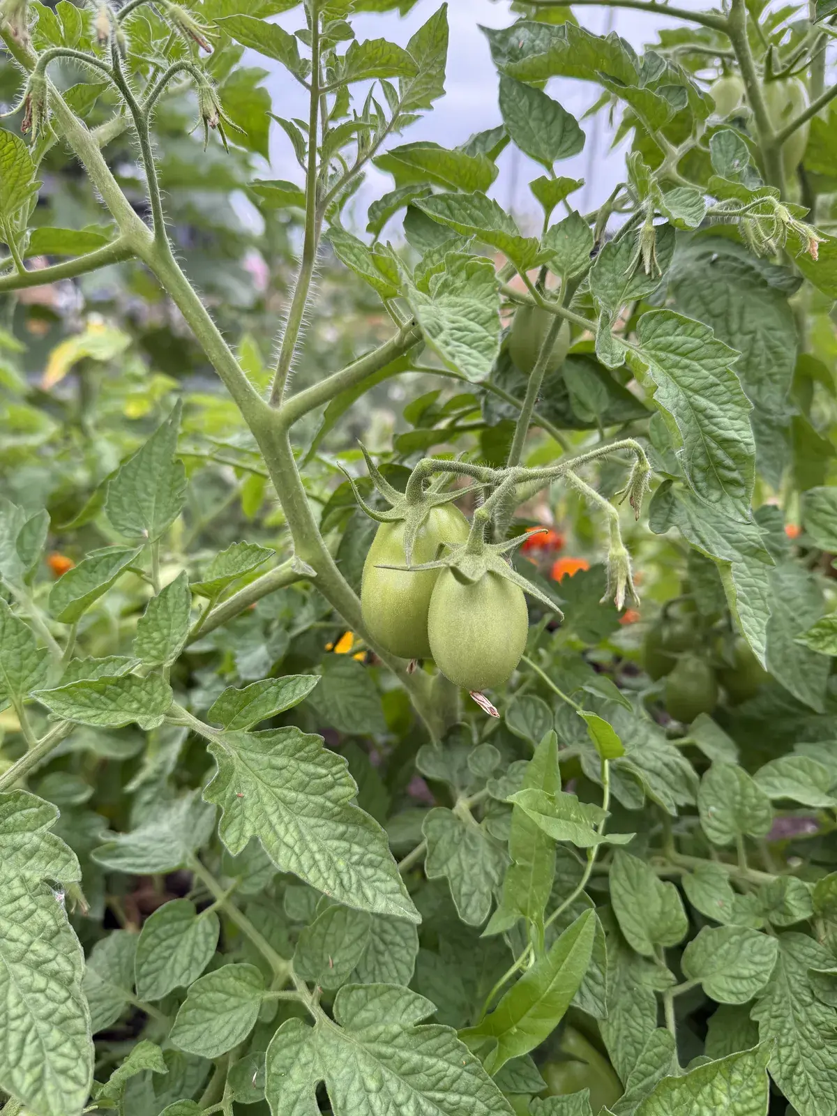 Cherry tomatoes ripening on the vine at a UK allotment, surrounded by rosemary
