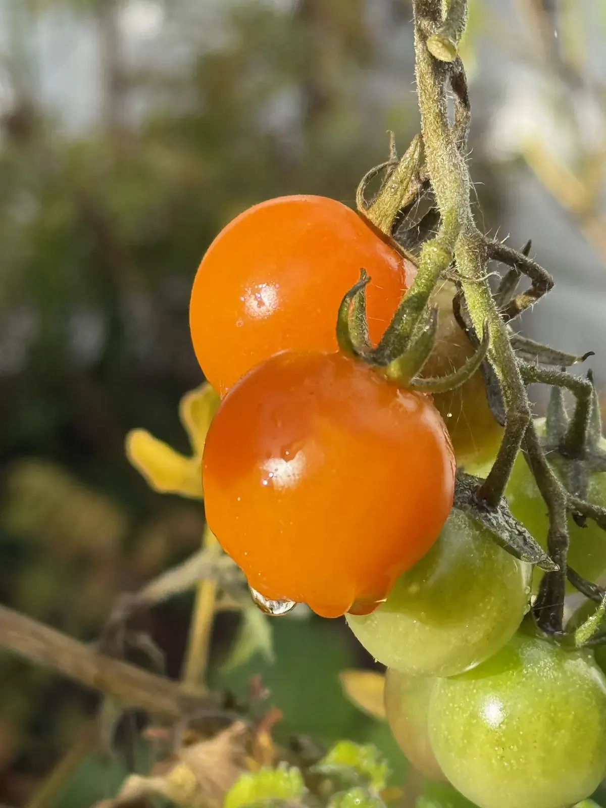 Tomatoes ripening on a healthy plant