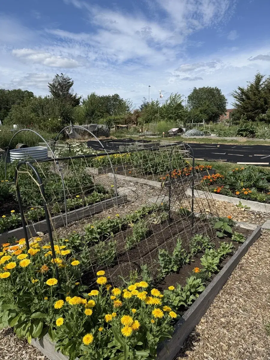 Allotment for beginners