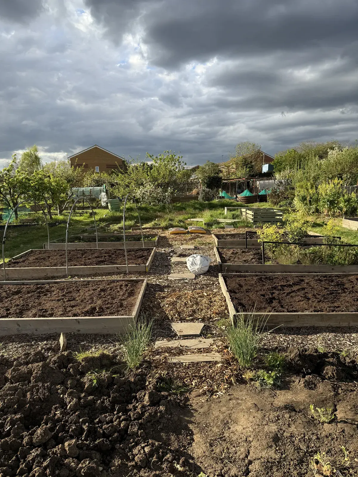 Allotment for beginners