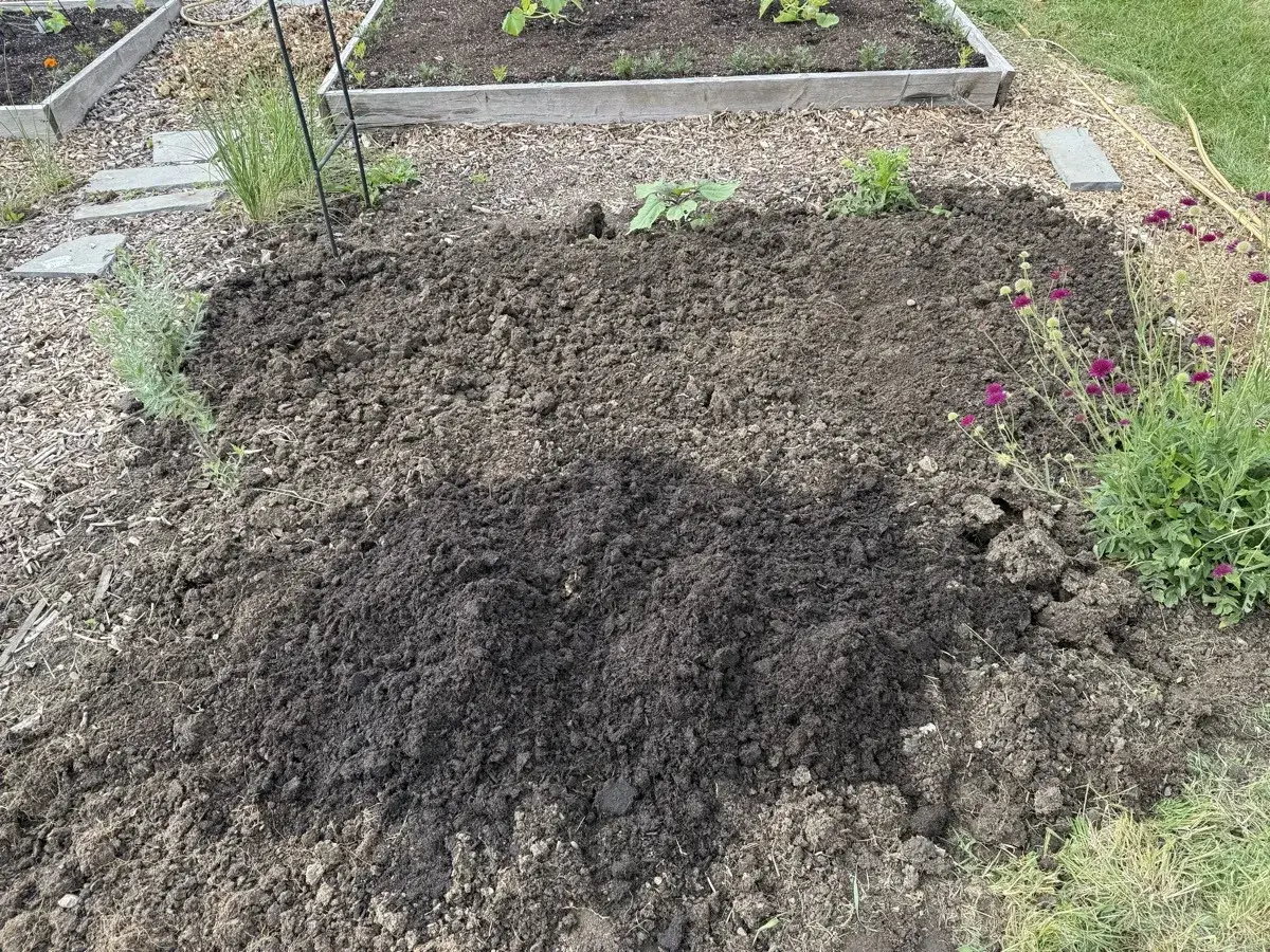 Green manures & cover crops
