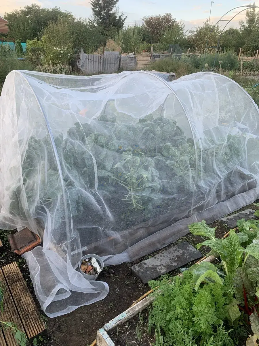 Growing brassicas