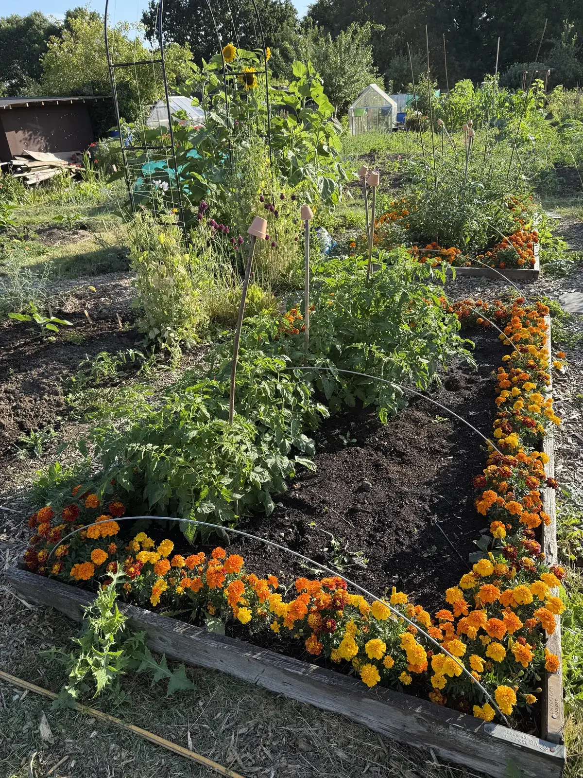 A well-planned allotment plot with mixed companion planting