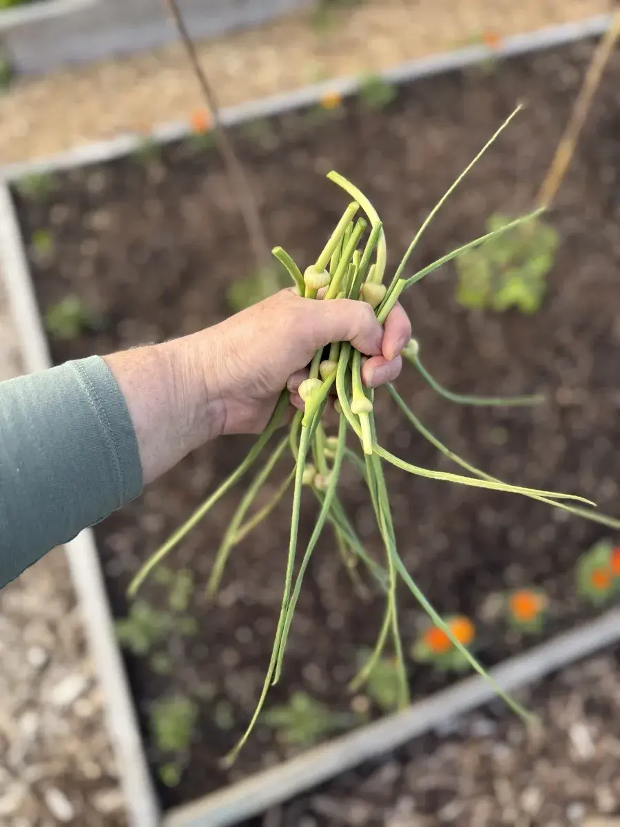 Growing onions, garlic & leeks