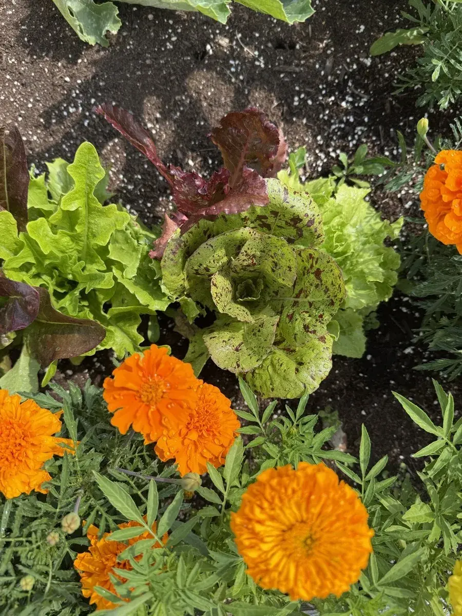 Growing winter salad leaves