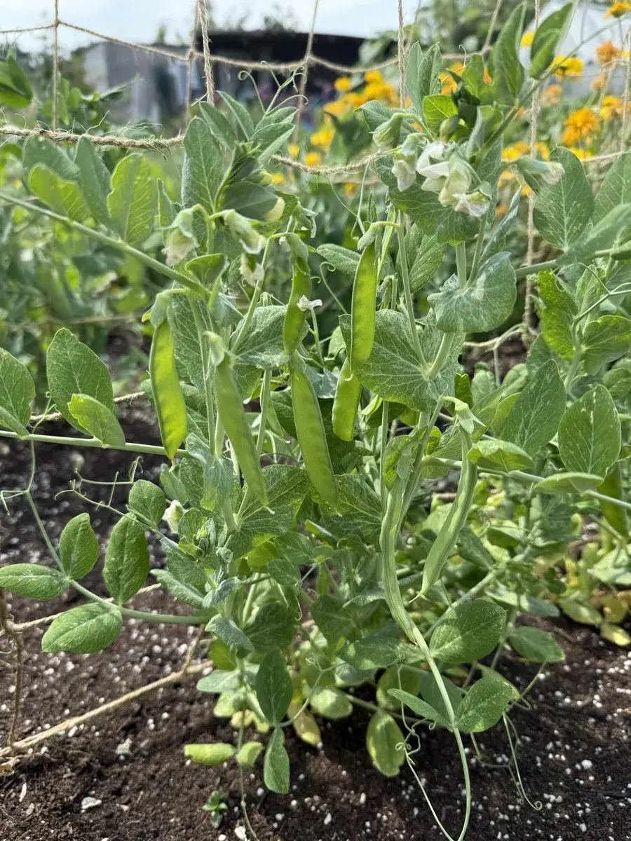 Overwintering broad beans & peas