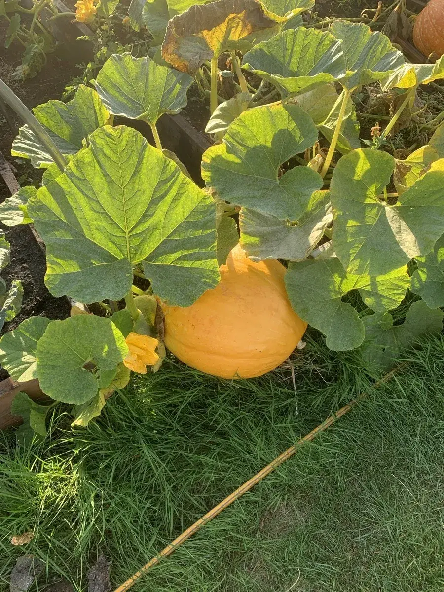 Growing squash, pumpkins & courgettes