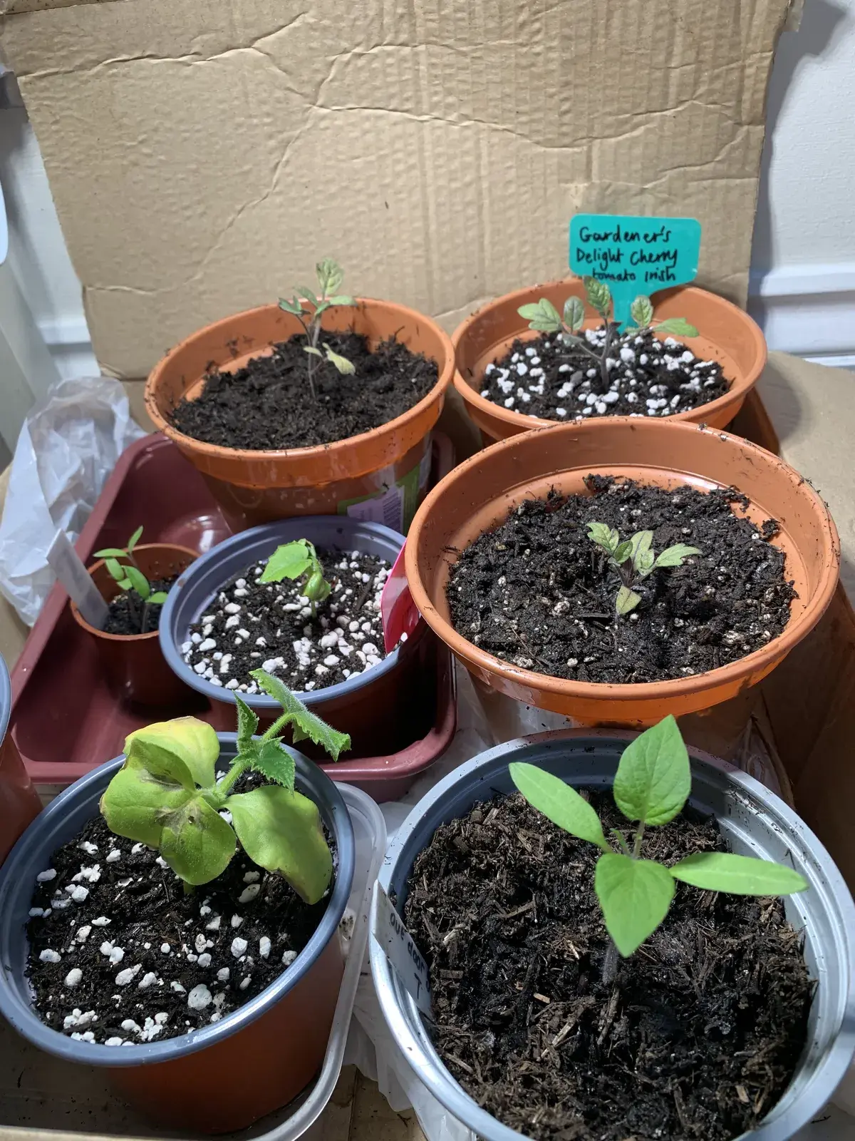 Starting from seed