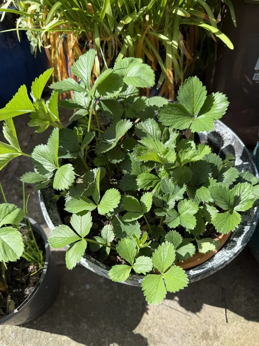 Growing vegetables in pots & containers