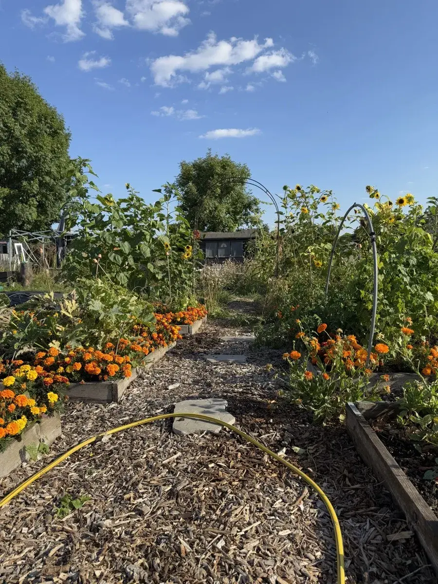 What to sow in summer
