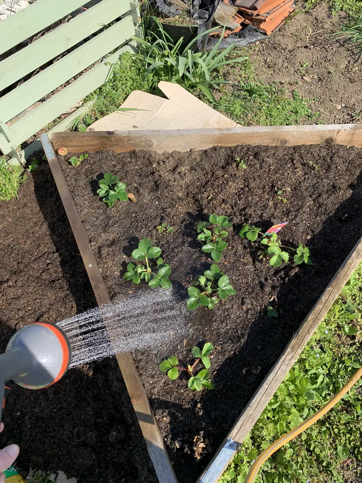 Watering a strawberry bed on a UK allotment