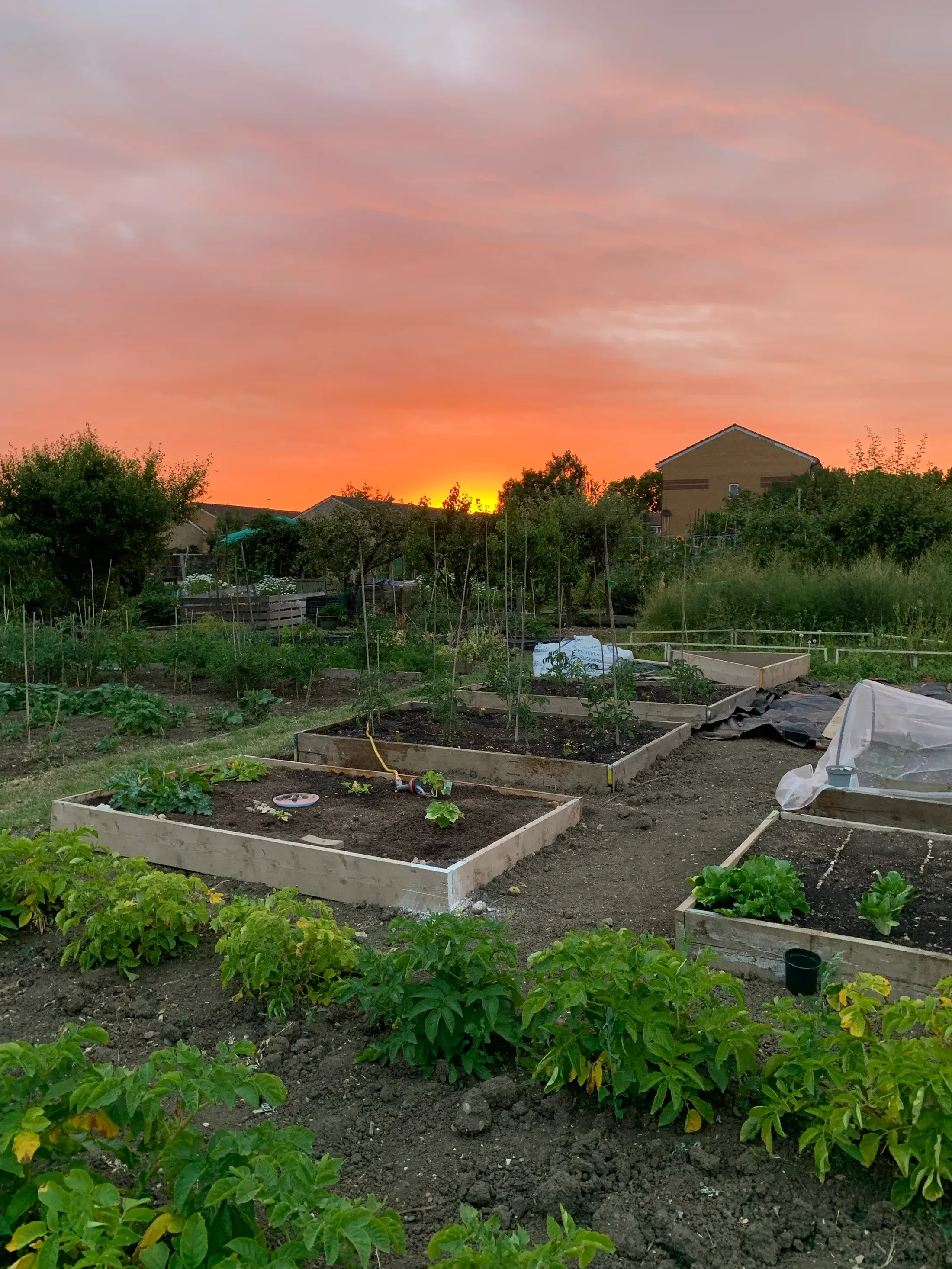 A blazing orange and pink sunset over the allotment's raised beds on the longest evening of the year
