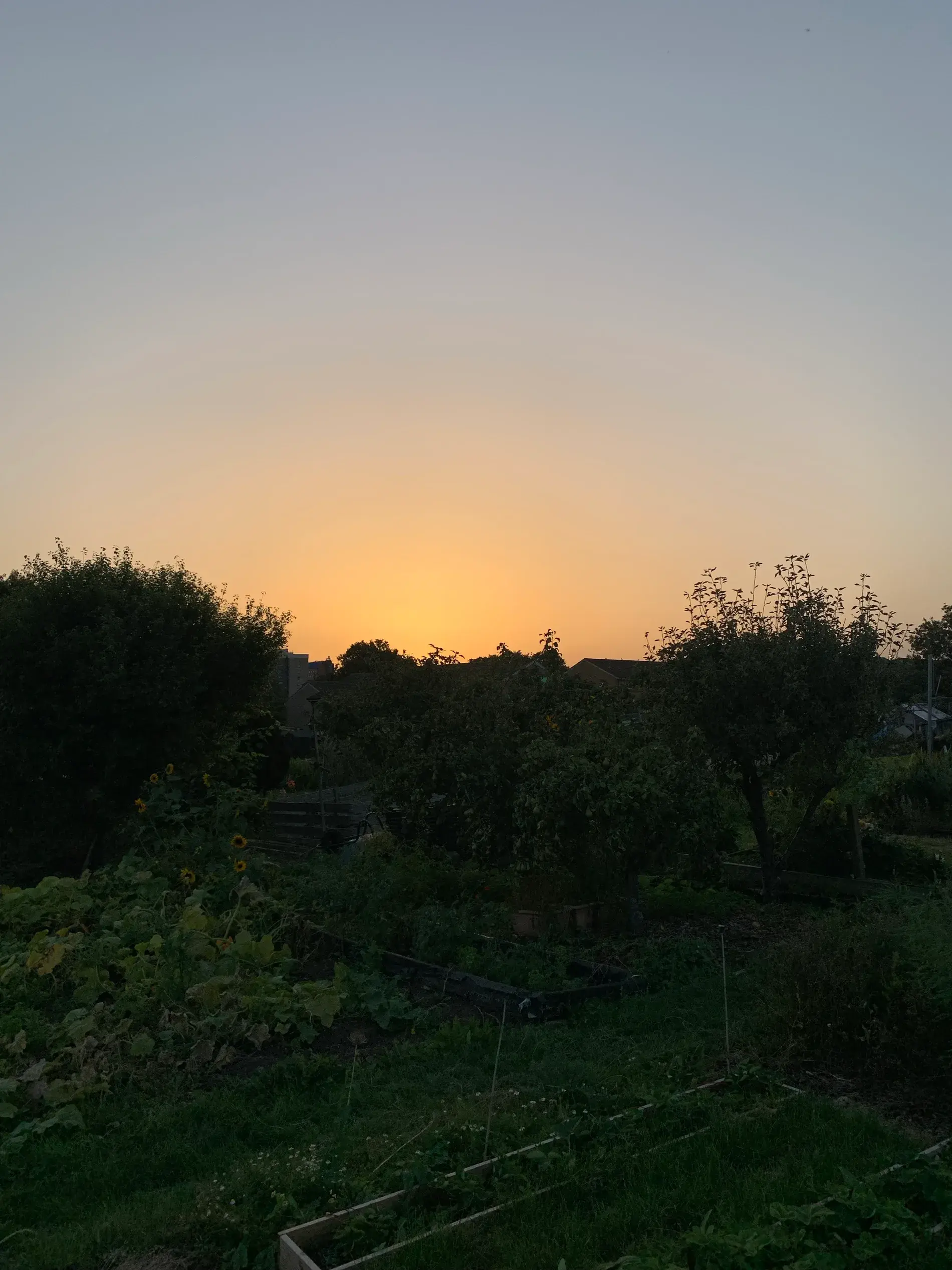 Golden light flooding the allotment as the midsummer sun sinks