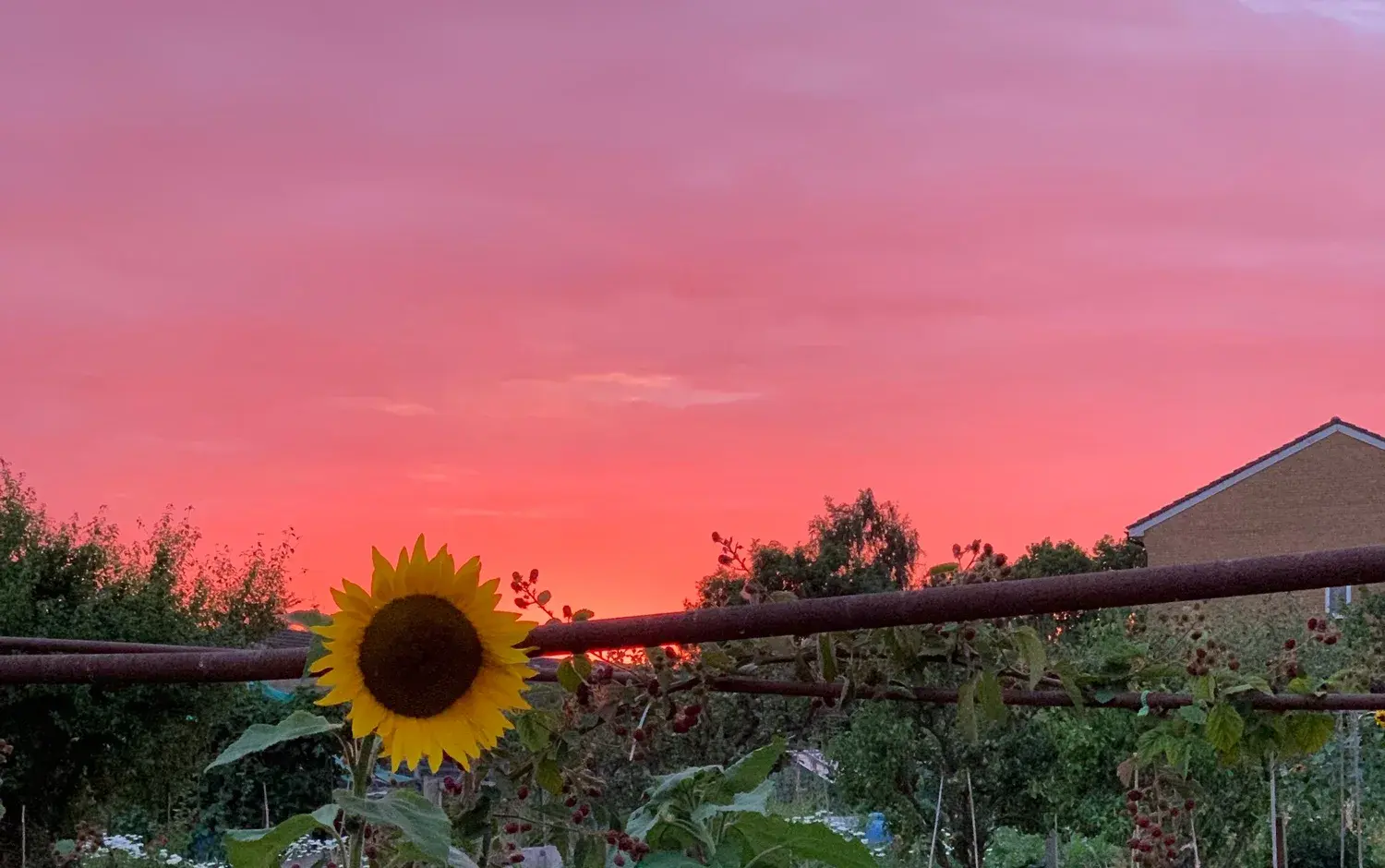 A sunflower standing against a vivid coral midsummer sunset on the allotment