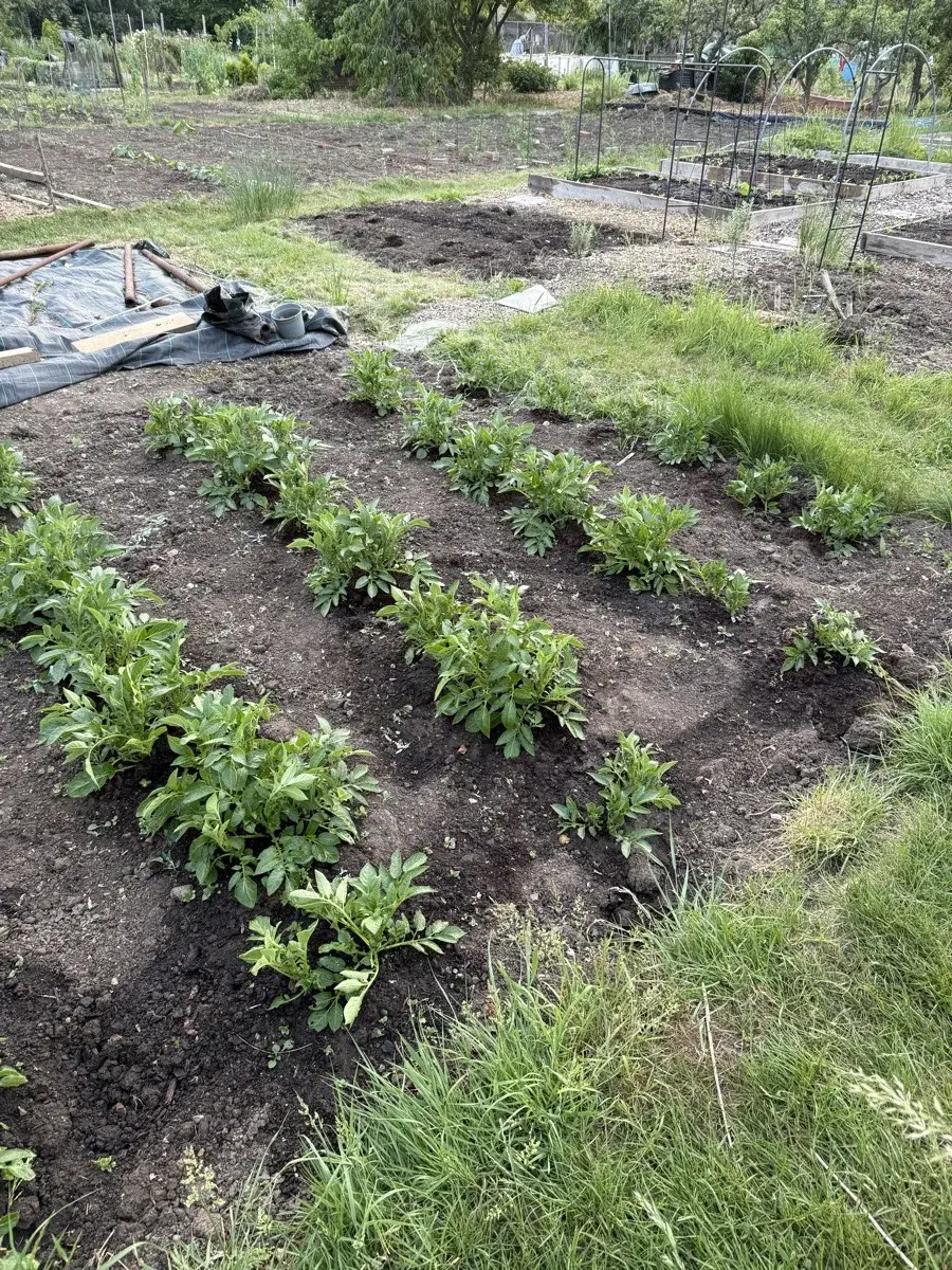 Rows of potatoes growing on a UK allotment