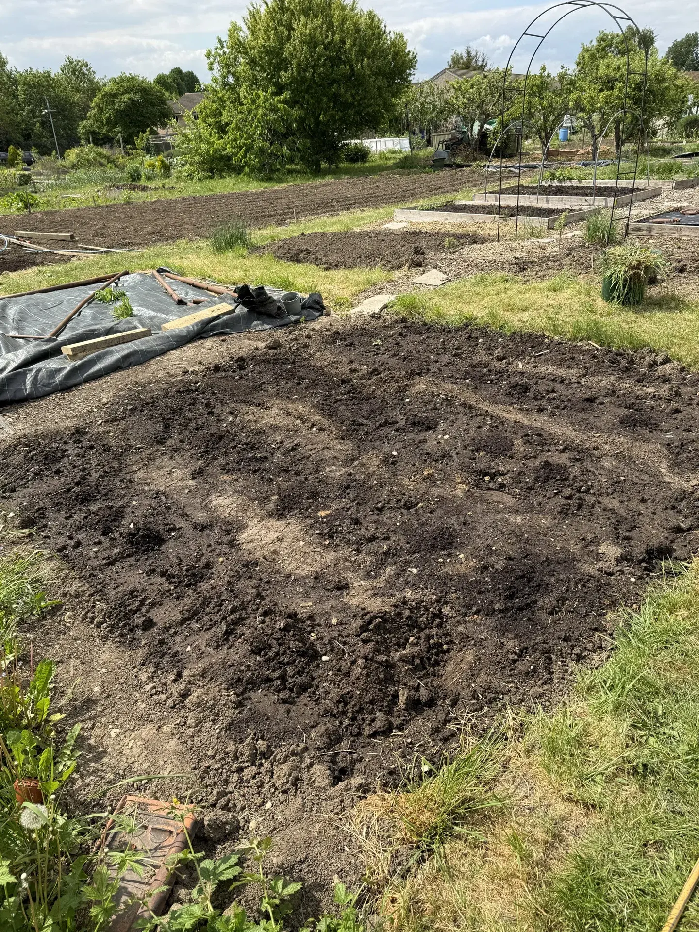A UK allotment in early May — prepared beds, a metal arch, and a greenhouse visible across the plot under a blue sky