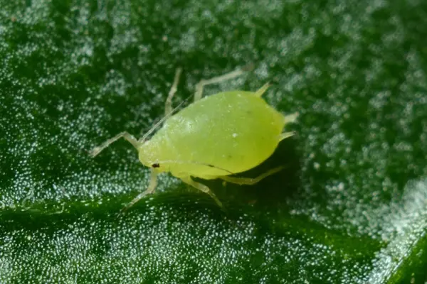 Macro photograph of a green aphid on a leaf