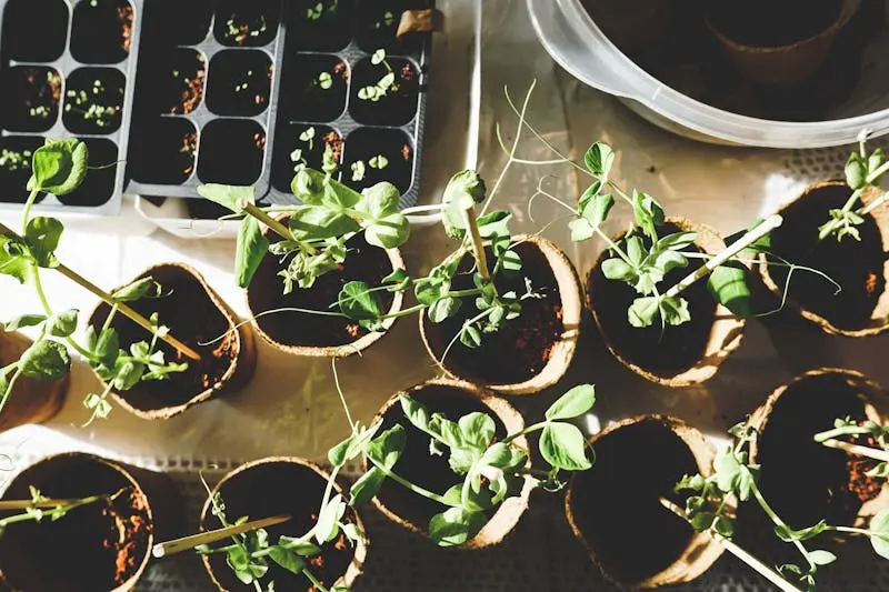 Young seedlings growing in biodegradable pots and seed trays