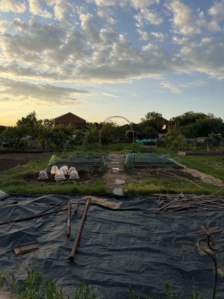 A UK allotment at sunset showing multiple beds — one with white plastic cloches protecting young plants, another with green netting draped over it, a metal arch in the background